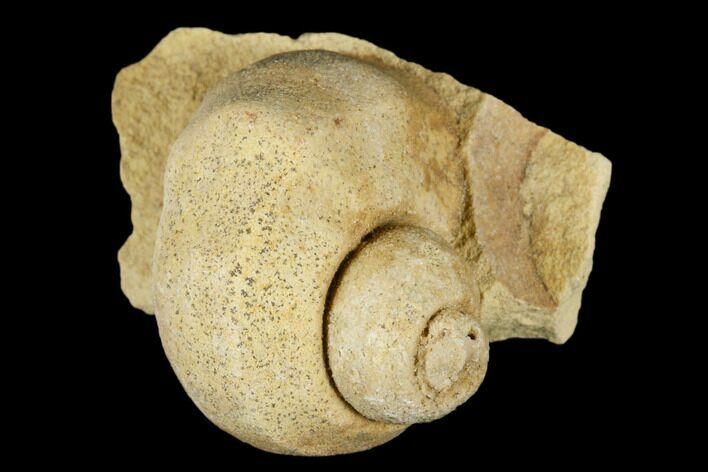 Ordovician Gastropod (Trochonema) Fossil - Wisconsin #174388